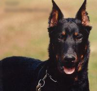 CIOBANESC DE BEAUCE-BEAUCERON